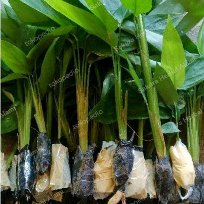 

bibit tanaman umbi garut/ terigu