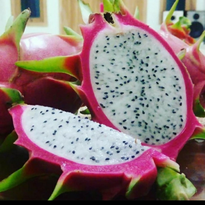 bibit buah naga putih