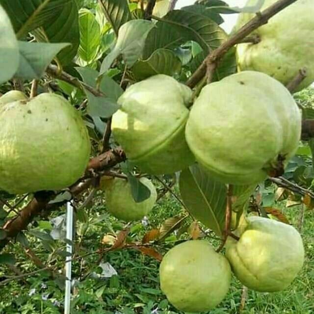 Bibit tanaman buah jambu siumik pala asli Thailand Berbuah