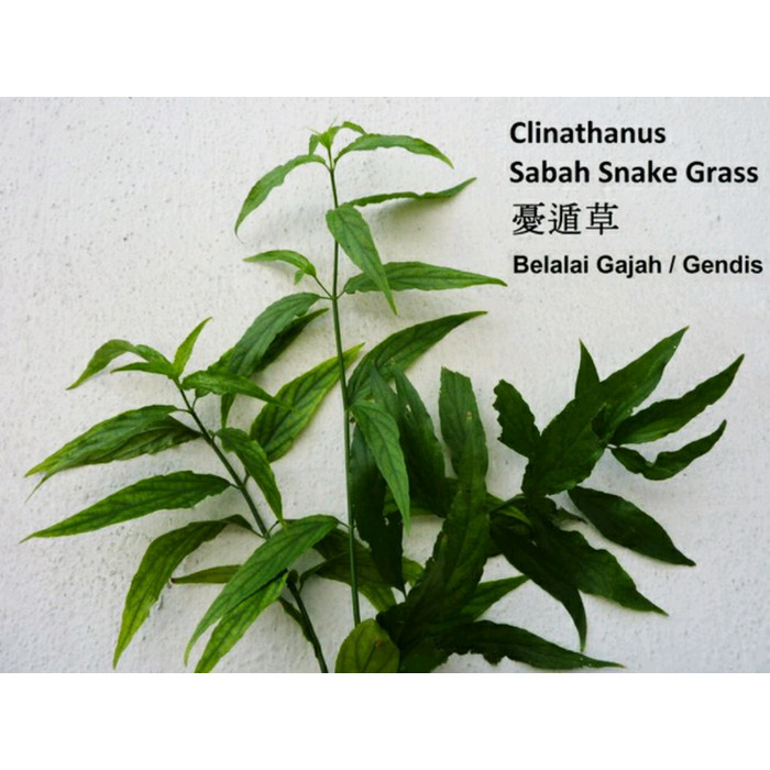 

DAUN BELALAI GAJAH SEGAR 1Kg