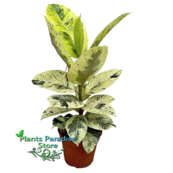Tanaman hias ficus elastica shivereana varigata - tanaman karet kebo shivereana variegata - ficus el