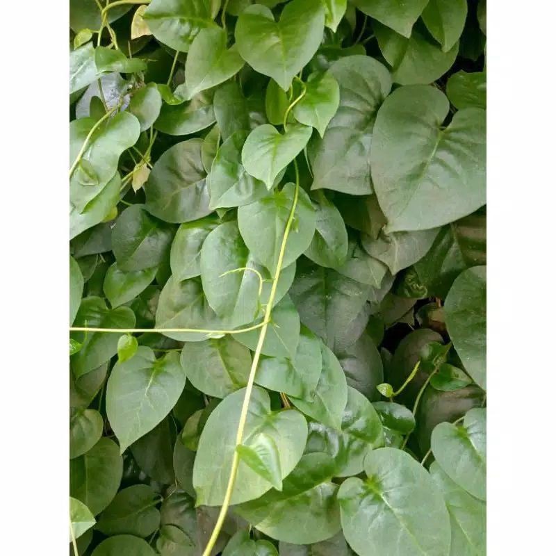 

New Promo daun binahong segar fresh 500 gram COD