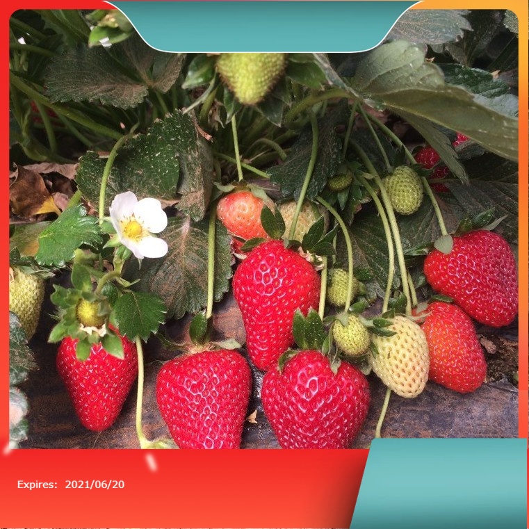 Terlaris Bibit Strawberry California Cepat Berbuah Bibit Tanaman Buah Stroberi Manis Import Super Un