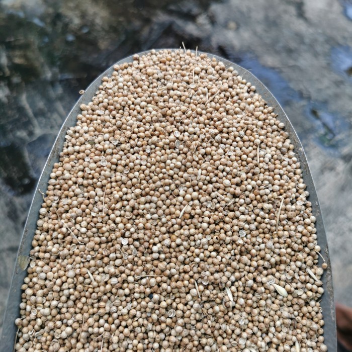 

NEW Promo Best Seller Ketumbar Biji 1kg / 1000gr