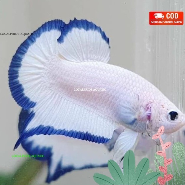 pemanis aquarium cupang plakat blue rim Jantan clean REEAL PICT - PANDA / DOTDOT
