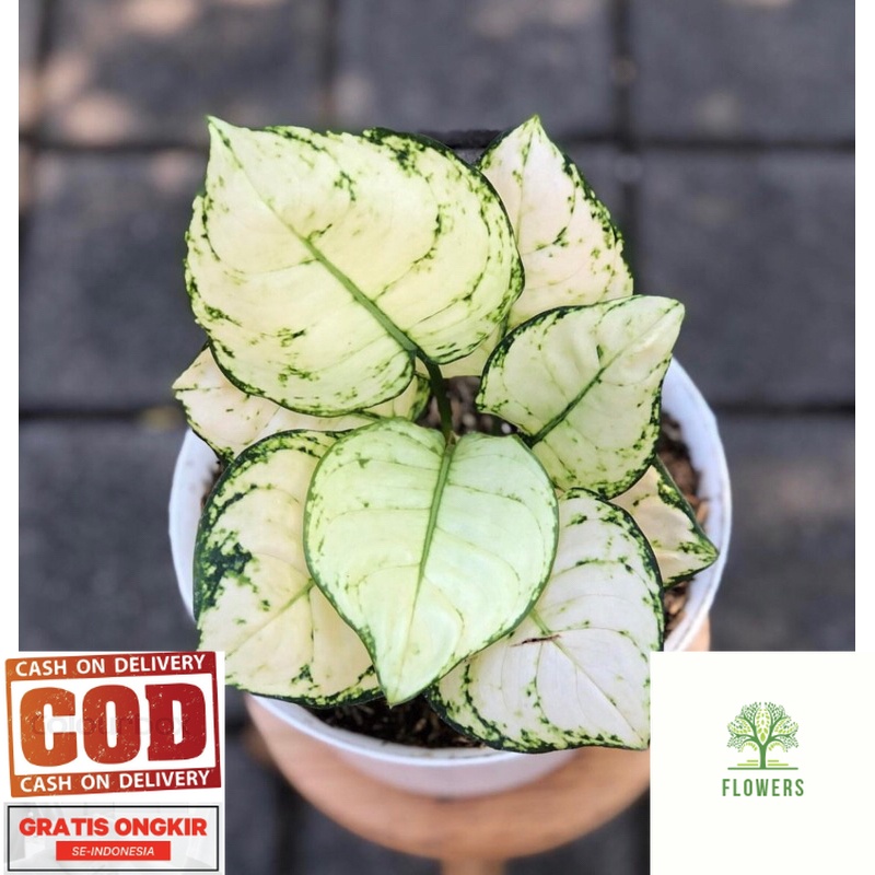 Tanaman hias aglonema super white anakan - Aglonema Super white Baby (BISA COD)