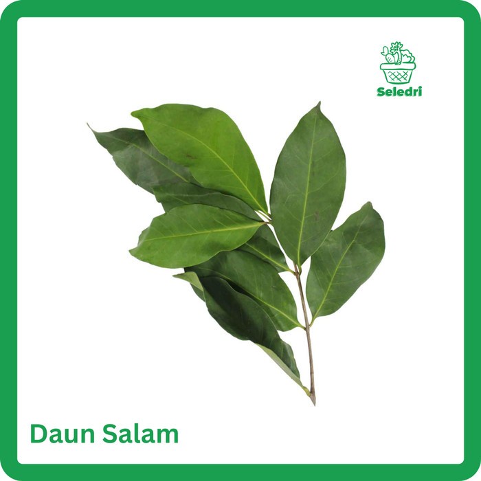

Daun Salam Segar Pack 100Gr