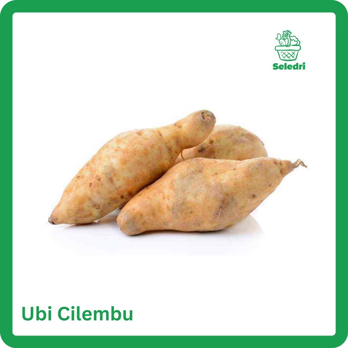 

Ubi Cilembu