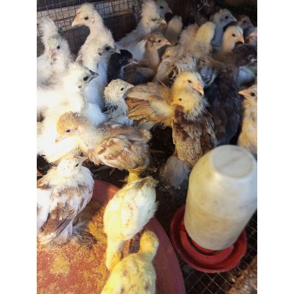 Ryani Farm ayam Brahma - ayam hias Brahma - brahma - anak ayam brahma