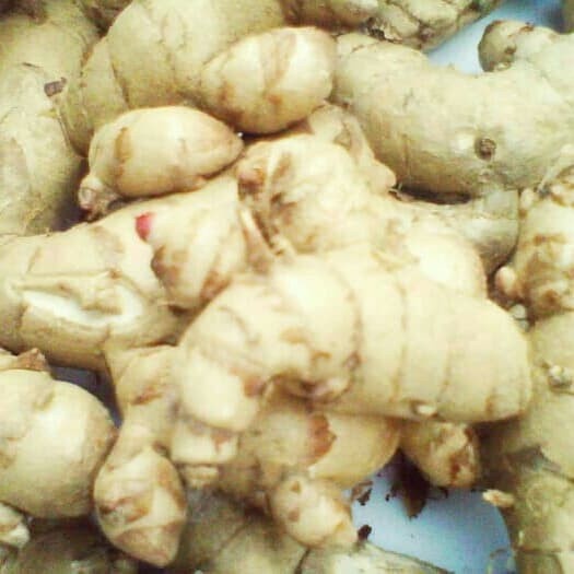 

Temu putih segar redy .