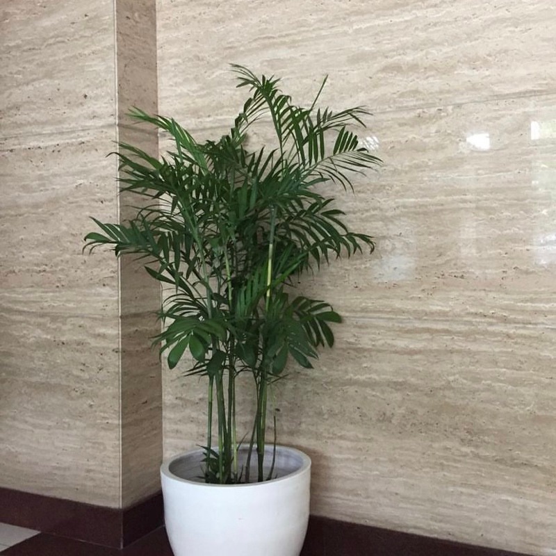 Tanaman hias palem komodoria - palem komodoria - bibit pohon palem