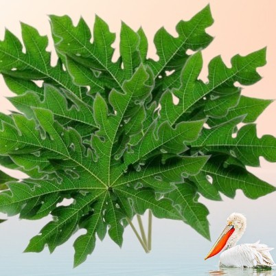 

Daun Pepaya Fresh Segar 100 Gram Hijau Organik Tanpa Bahan Kimia Pure