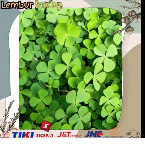 

New Promo promo jual daun Semanggi sawah 500 gram segar bisa COD Pranaja store