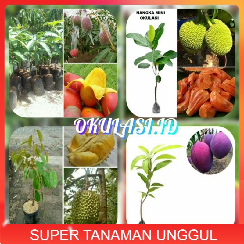 [COD] PAKET BERBAGAI 4 JENIS BIBIT BUAH MANGGA YUWEN,NAGKA MERAH MINI, DURIAN MONTONG, MANGGA IRWIN