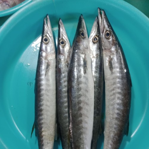 

Ikan Alu-Alu Segar / Ikan Baracuda / Ikan Kacang-kacang Segar