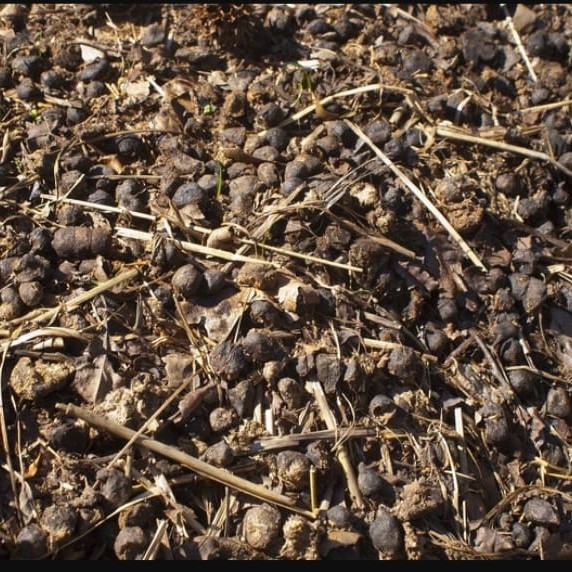 pupuk kandang ( kotoran kambing)