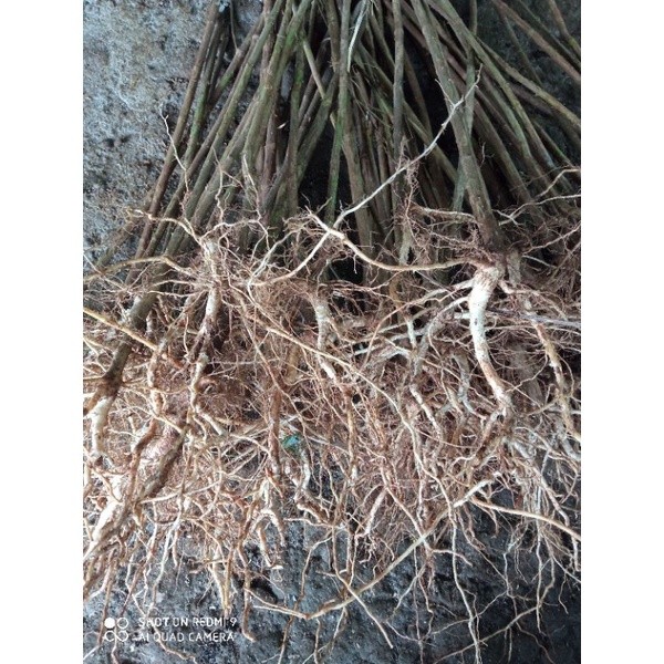 akar kayu senggani jumbo Aquascape sicantiks