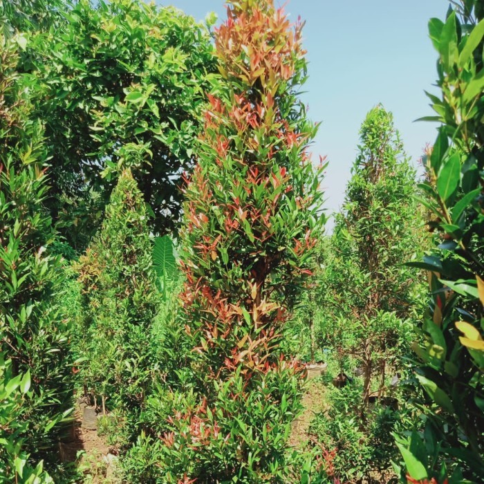 Murah Tanamana hias pucuk merah 2,5 -3 meter