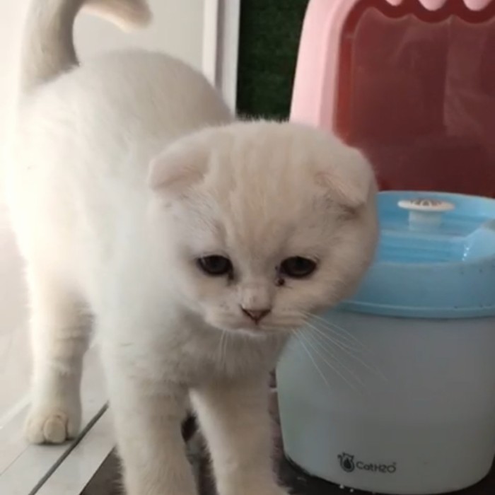 KUCING SCOTTISH FOLD BRITIAH SHORT HAIR GOLDEN SILVER MUNCHKIN