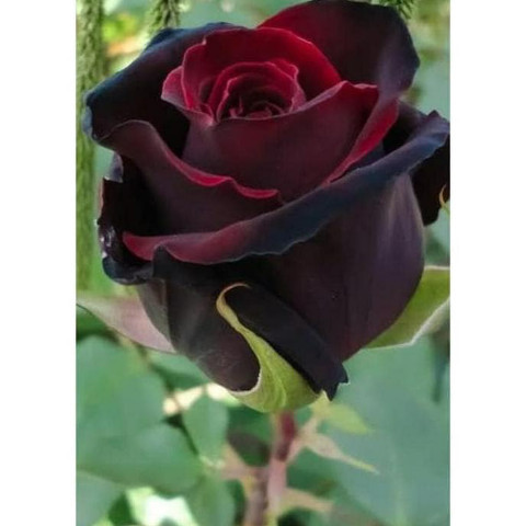 Tanaman Bunga Mawar Hitam / MAWAR BLACKROSE