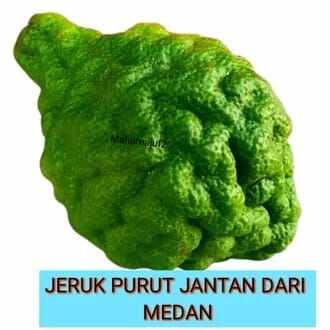 PROMO Jeruk Purut Ute Pangir Jeruk Medan Jantan Betina