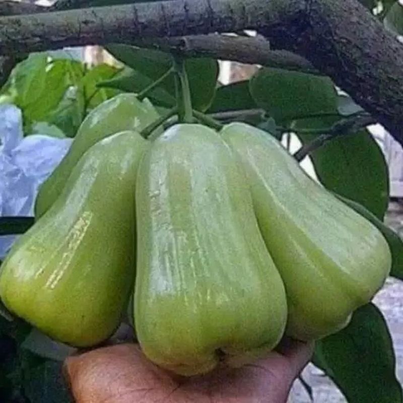 ADITYA GARDEN Bibit jambu air madu deli hijau cangkok siap berbuah genjah