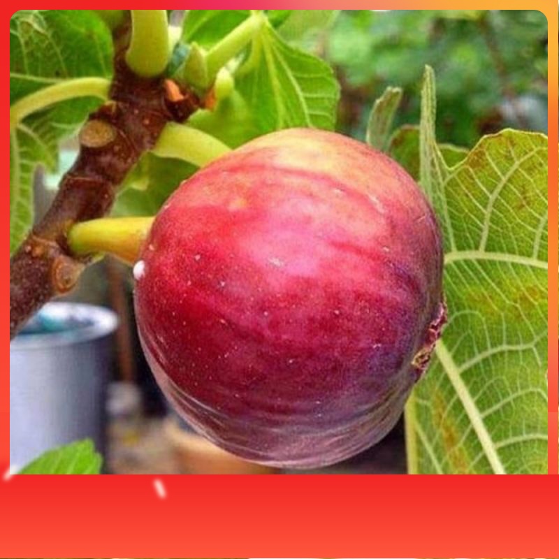 Terlaris Bibit buah TIN | Asli Arab okulasi | cepat berbuah Manis | Memiliki 1001 Manfaat Bagi Keseh