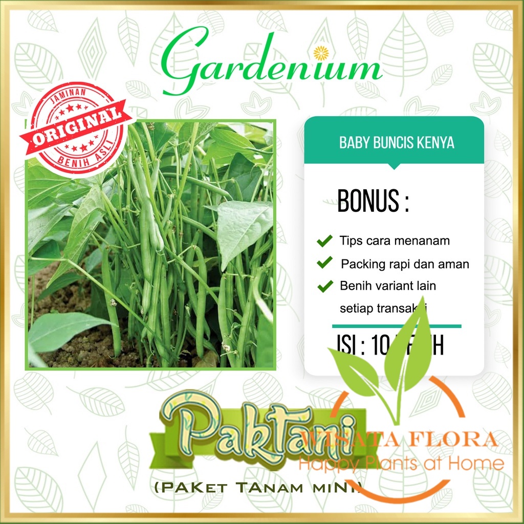 10 Benih Baby Buncis Kenya Buncis Perdu  Non Rambat Tanaman Sayur Paktani Wisata Flora