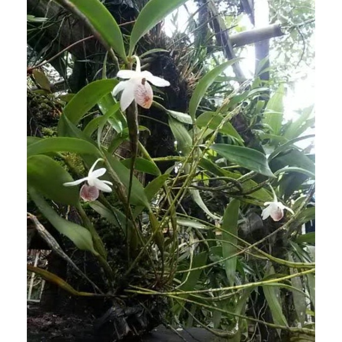 anggrek dendrobium spurium per rumpun dewasa Adytiastory