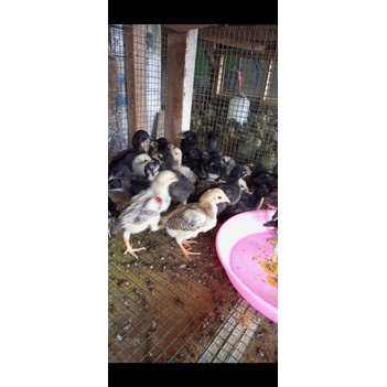 Ryani Farm ayam kampung - anak ayam kampung 3 minggu