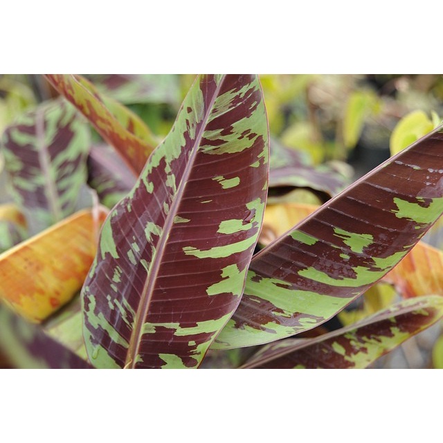 Pisang varigata merah - banana red bood viral - termahal - Bonggol
