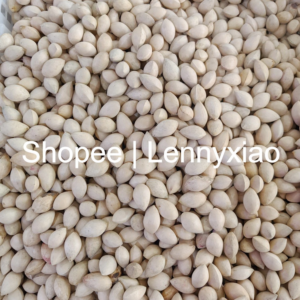 

Kacang Biji Pekkuai Pekuai Pekuwai Ginkgo Gingko Biloba Pekko Bai Kuo Baiguo