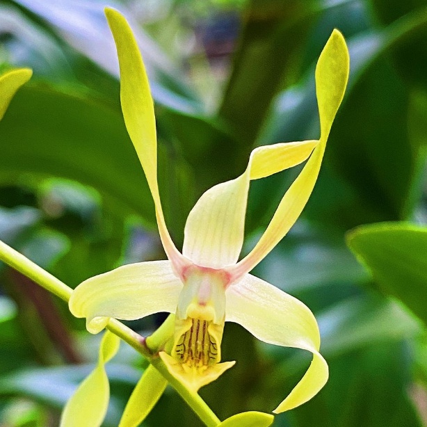 Dendrobium Keriting Gianyar Bersemi Dewasa (antenatum  x trillamelatum)