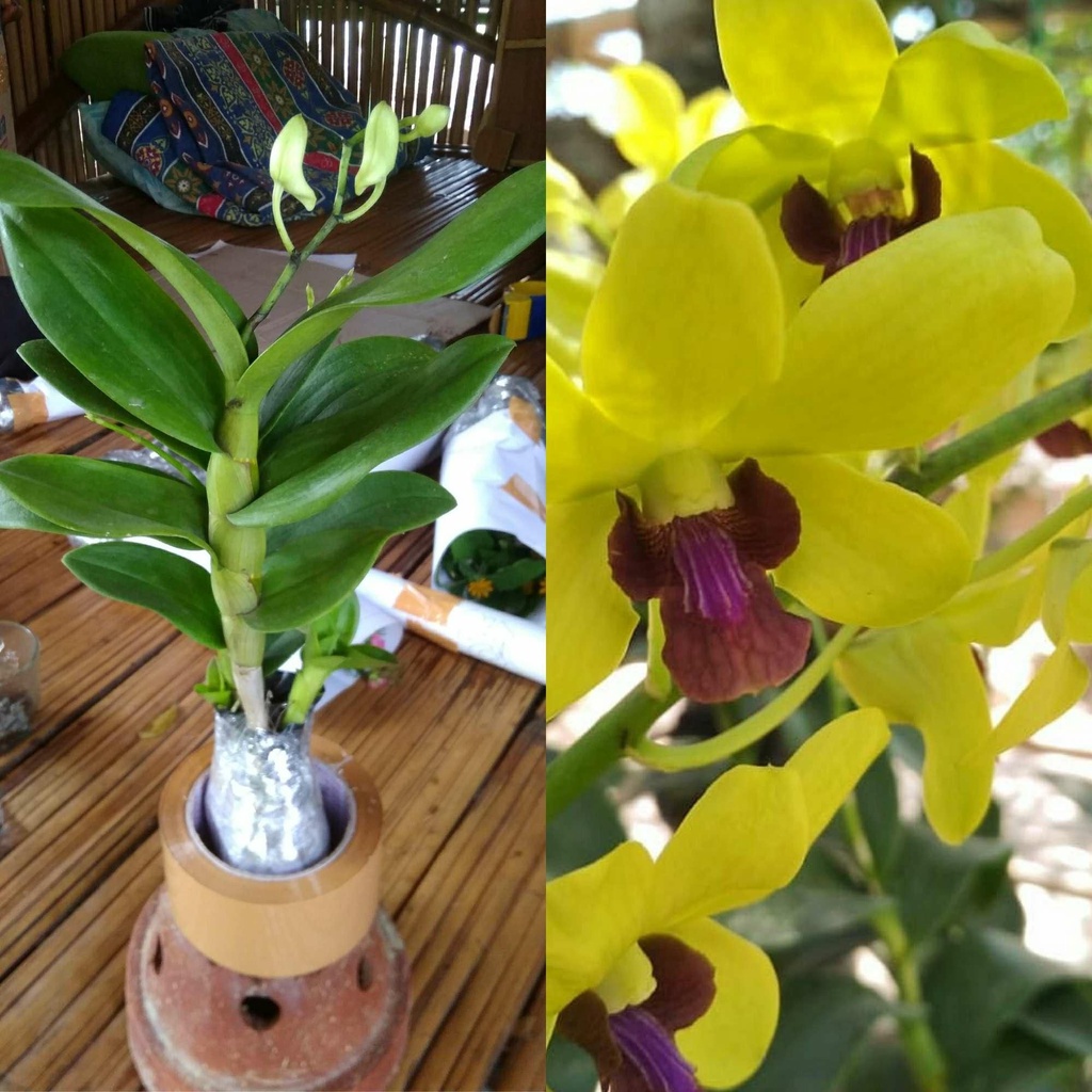 bunga anggrek Dendrobium dewasa - bunga anggrek kuning - angrek tanaman hidup