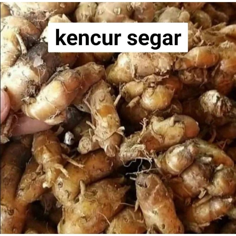 

Kencur Tua Segar 100 Gram