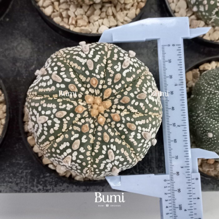 Astrophytum asterias 'Super Kabuto' XXL (80-100 mm) Bumi Gurun