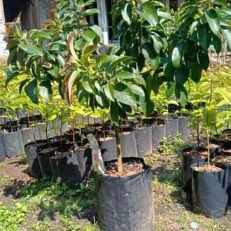 BIBIT ALPUKAT RED VIETNAM TINGGI 1 METER UP RIMBUN BATANG BESAR