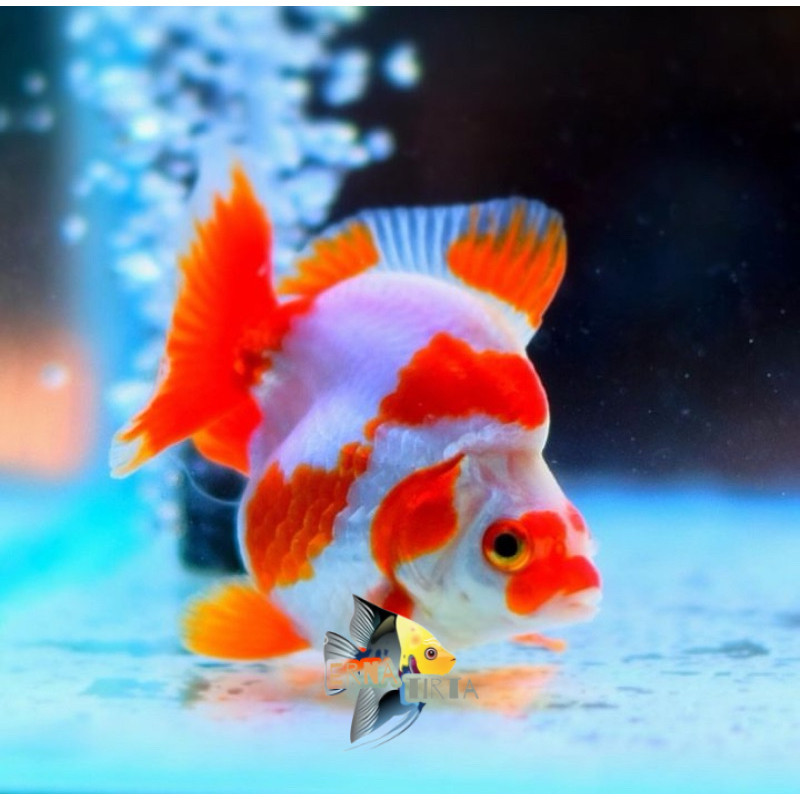 Kebutuhan aquarium KOKI RYUKIN  GRADE A&F1