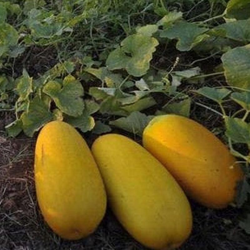 Benih timun suri GOLDEN manis biji