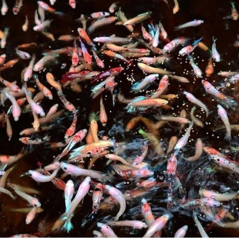 Burayak multy,avatar,rkc,koi,hm,ct mix