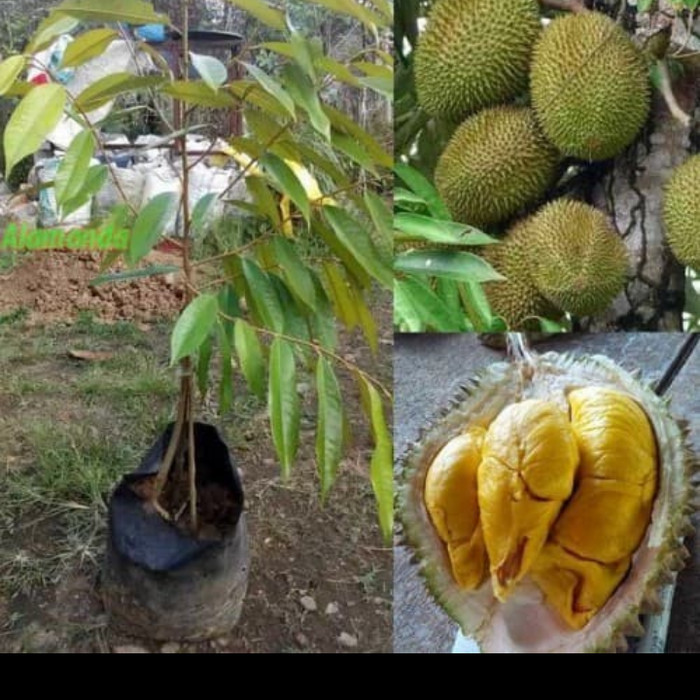 Bibit Durian Musang King Kaki 3