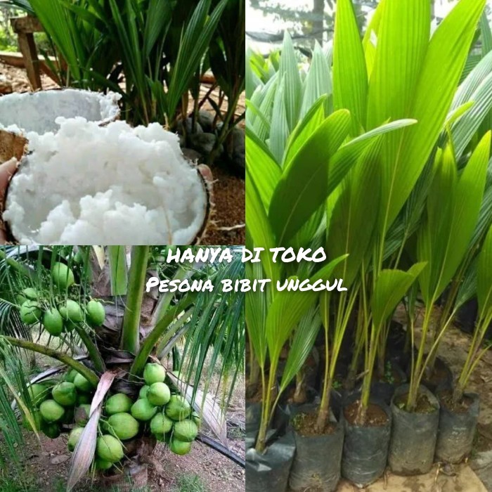 Bibit Kelapa Kopyor super genjah