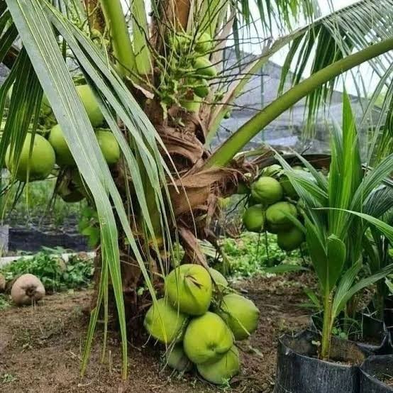 Bibit Kelapa Hibrida Hijau Jumbo Asli