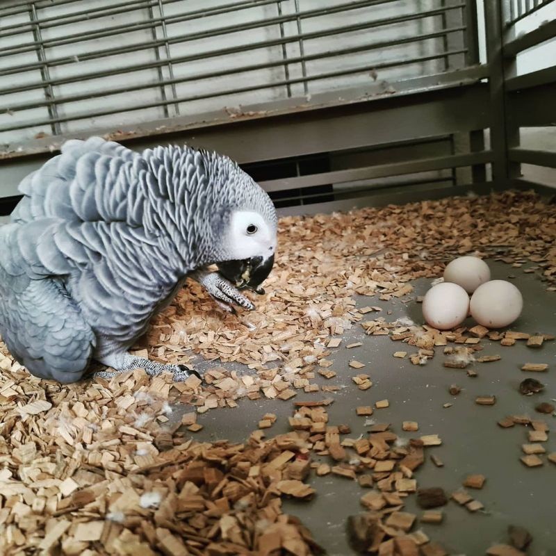 

telur burung Kaka tua abu-abu fertil