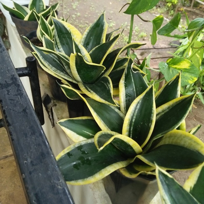 tanaman hias sensipera pagoda ......