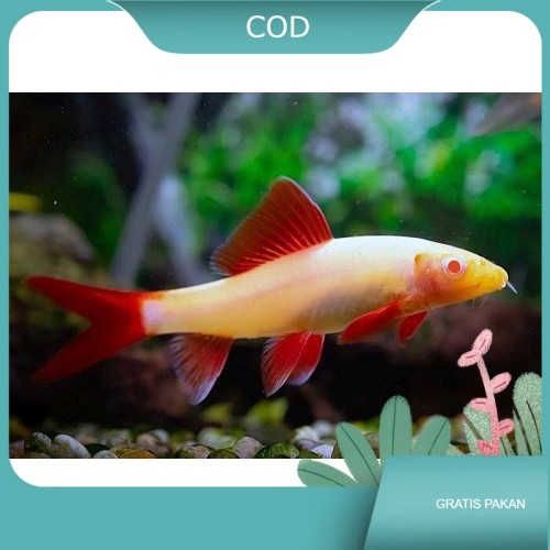 Ikan Redfin Albino  | Ikan Hias Akuarium Air Tawar