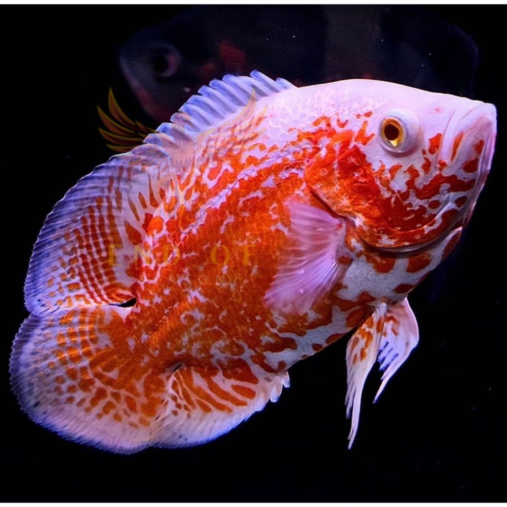 Perlengkapan aquarium aneka hias aqarium oscar 9 8 7 cm up albino batik paris tembaga red chili
