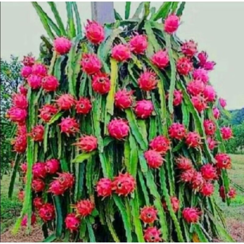 

BIBIT STEK BUAH NAGA, BUAH NAGA UNGU, NAGA MERAH 20CM