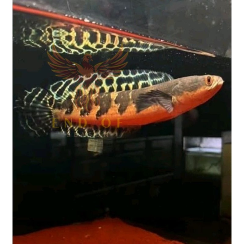 PROMO  COD maru YS BATIK SIMET 23-25cm kualitas premium YELLOW SENTARUM perlengkapan akuarium