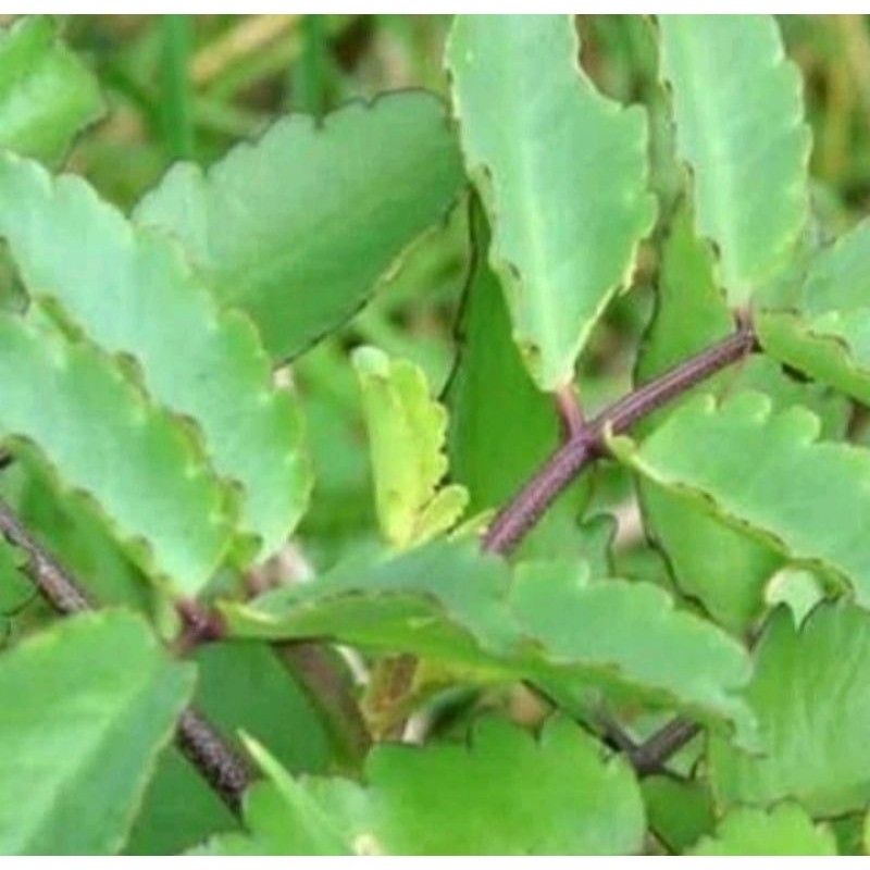 

daun herbal cocor bebek herbal alami 10 lembar